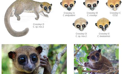 New species of lemur found on Madagascar