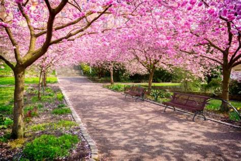 Significado de la Flor de Cerezo o Sakura en Japón 】 ⛩️