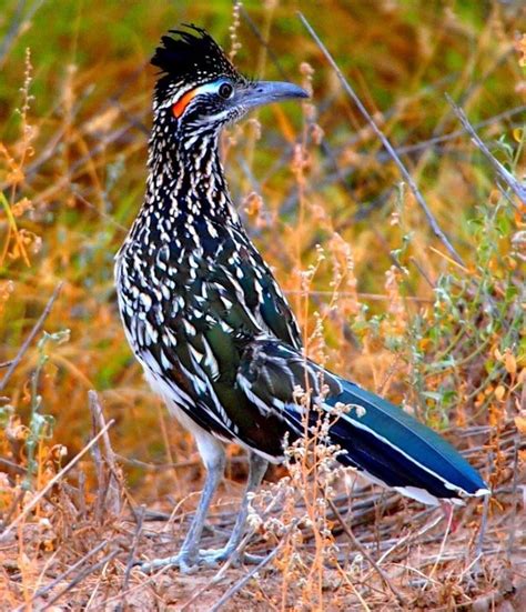 Favorite Texas bird-- THE GREATER ROADRUNNER (Geococcyx californianus ...