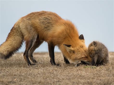 Wallpaper Red fox and cub 2880x1800 HD Picture, Image