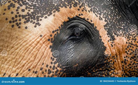 Closeup Image of Indina Elephant Crying. Tears Falling from Animal Eyes ...