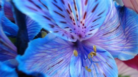 Blue tiger lily, petails, flower, lily, tiger, blue, HD wallpaper | Peakpx