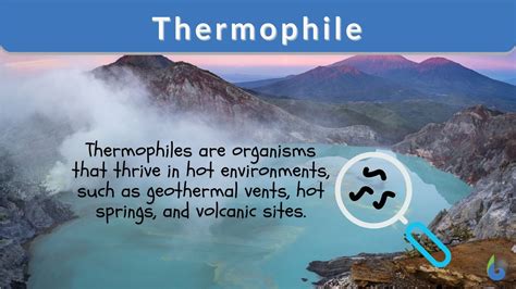 Thermococcus Litoralis Archaebacteria