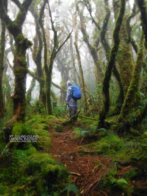 Mossy Forest of Mount Dulang Dulang in Bukidnon | Tourist attraction, Philippines travel, Tourist