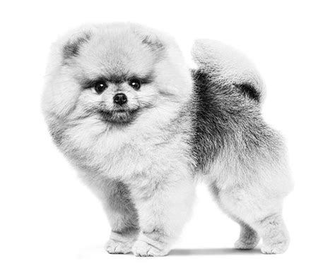 Pomeranian - Royal Canin
