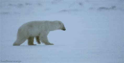 Polar Bear GIF by Head Like an Orange - Find & Share on GIPHY