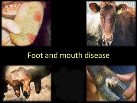 First line of action against foot and mouth disease | FMD