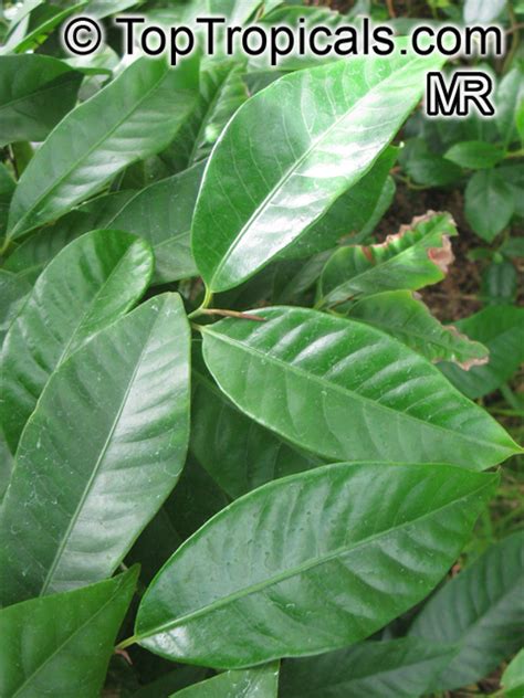 Myristica fragrans, Nutmeg