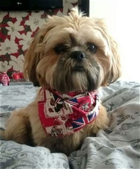 Shih Tzu Grooming Tools | Items Needed for Proper Groom