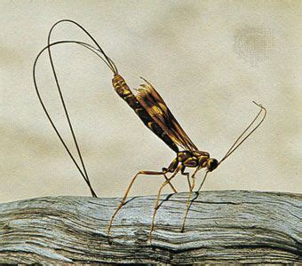 Ichneumon Wasp Sting Humans