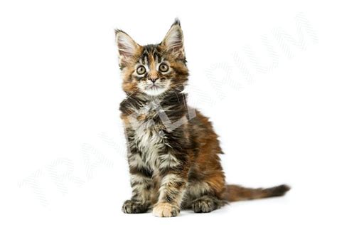 Tortoiseshell Maine coon kitten, isolated (679288)