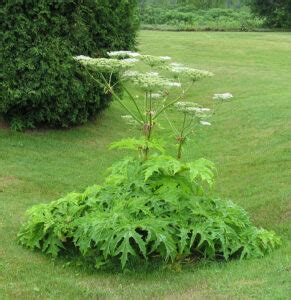 Giant Hogweed - Ontario Invasive Plant Council