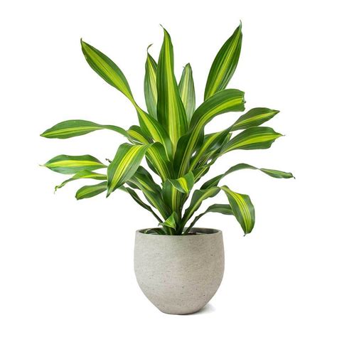 Dracaena Fragrans Plant - Nestreeo.com