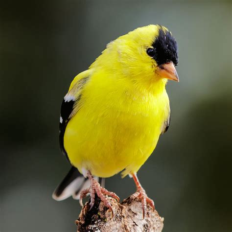 Male American Goldfinch – Photo by NPS | N. Lewis – Be Your Own Birder