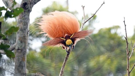 Raggiana Bird Of Paradise