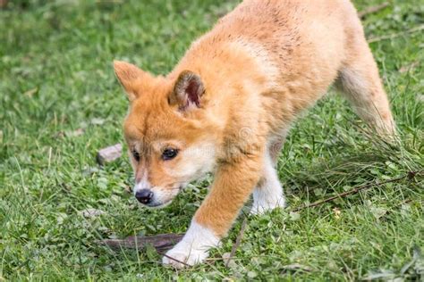 Purebred Dingo Puppy, Victoria, Australia, August 2018 Stock Image ...