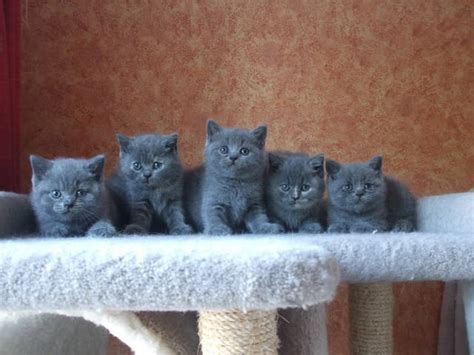 British Shorthair kittens FOR SALE ADOPTION from cornwall England @ Adpost.com Classifieds > UK ...