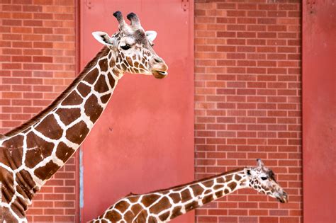 When The Denver Zoo Reopens, Remember To Stay A ‘Llama Length’ Away From Other Humans — And Some ...