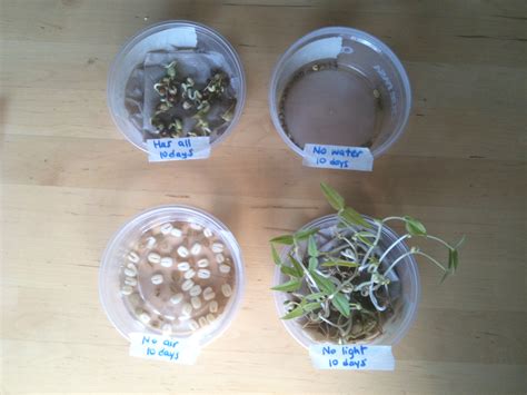 Seed germination requirements | ingridscience.ca