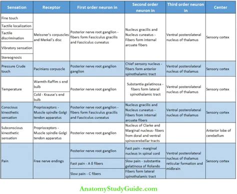 Somatosensory System And Somatomotor System Notes - Anatomy Study Guide