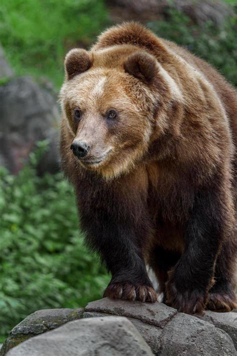 Kamchatka brown bear 12924210 Stock Photo at Vecteezy