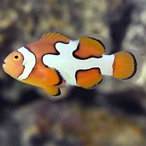 Picasso Clownfish Designer clownfish onlineAbyss Aquatics UK