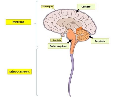 SISTEMA NERVIOSO CENTRAL | Dolopedia