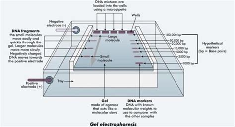 Gel Electrophoresis Equipment: Process and Function | GlobalSpec