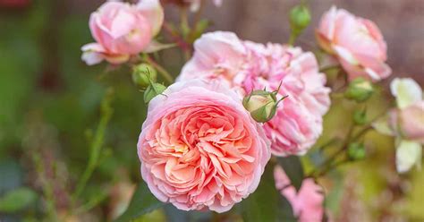 David Austin Juliet Garden Roses | Fasci Garden