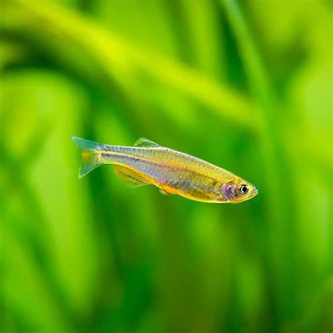 Glowlight Danio Care Guide: Lifespan, Food, Breeding & More