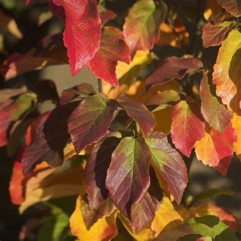 Parrotia persica Vanessa AGM - Choice Plants - Millais Nurseries