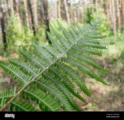 Sporophyte fern hi-res stock photography and images - Alamy