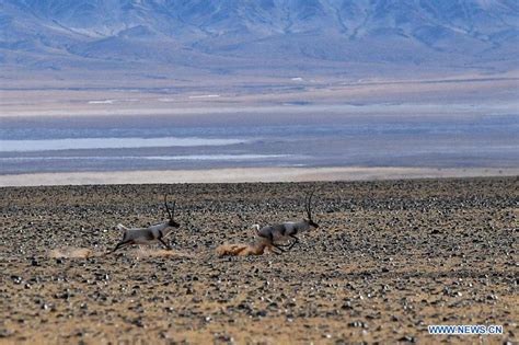 Tibetan antelopes seen in Qiangtang National Nature Reserve - Xinhua | English.news.cn