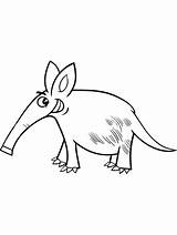 Anteater Coloring Aardvark Pages Printable Drawing Animal Color  sketch template