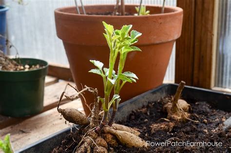 Propagating Dahlia Cuttings: Easy Rooting - Flower Patch Farmhouse