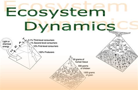 Biology Knights: POWER POINT: ECOSYSTEM DYNAMICS