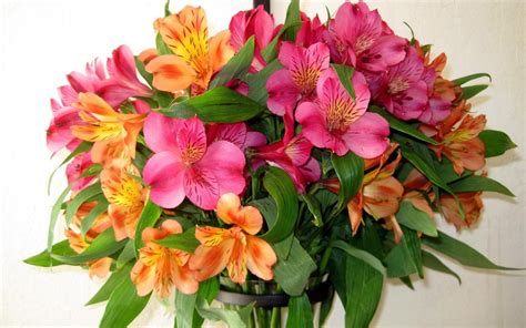 Alstroemeria Bouquet – Salama Greenhouse & Floral