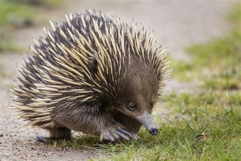 17 Extraordinary Echidna Facts - Fact Animal