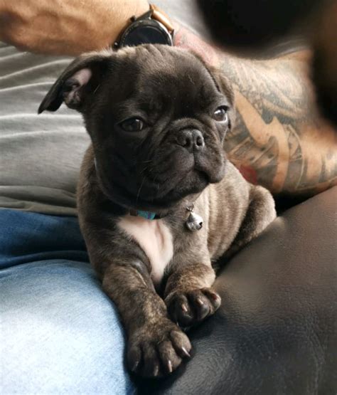 Frug pups for sale( ONLY 1 MALE LEFT) | in County Antrim | Gumtree