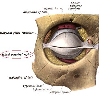 Orbicularis Oculi Muscle: Innervation, Origin & Insertion | Study.com