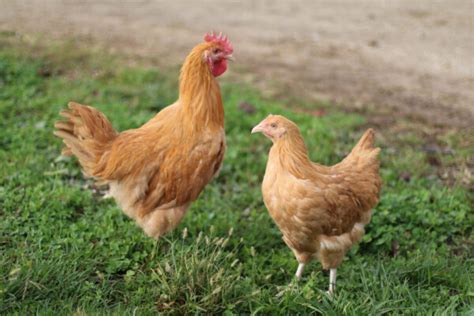 Orpington Chickens - Breed Profile, Varieties and Care