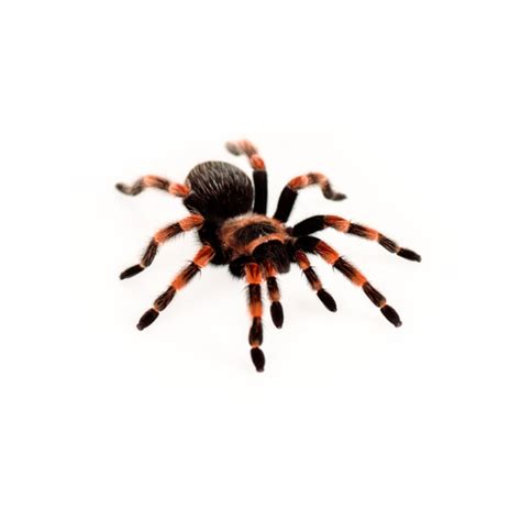 Hairy spider Free Stock Photos, Images, and Pictures of Hairy spider