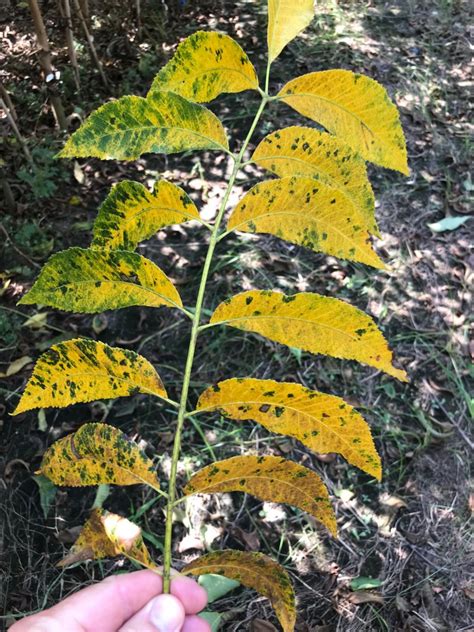 Crop Maturity and Leaf Senescence | UGA Pecan Extension