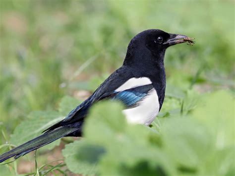 Magpie Bird Facts (Pica pica) | Birdfact