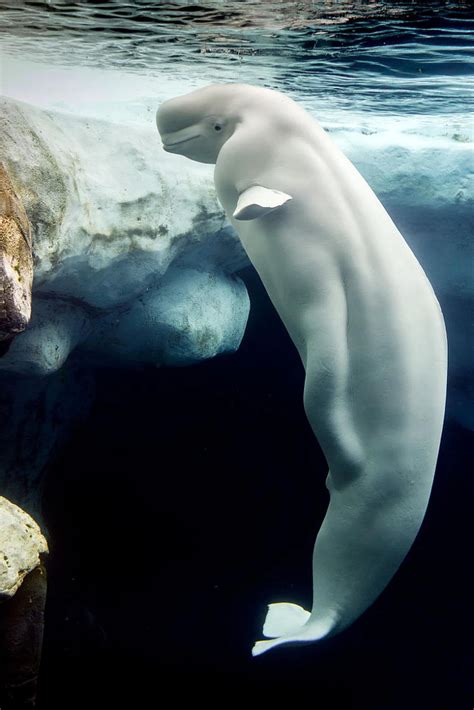 Beluga : r/TheDepthsBelow