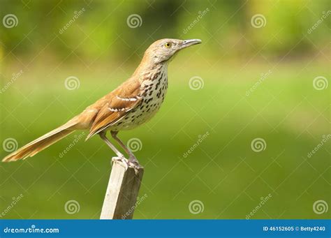 Common Thrush Bird Sits On A Fence Post. Royalty-Free Stock Photography | CartoonDealer.com ...