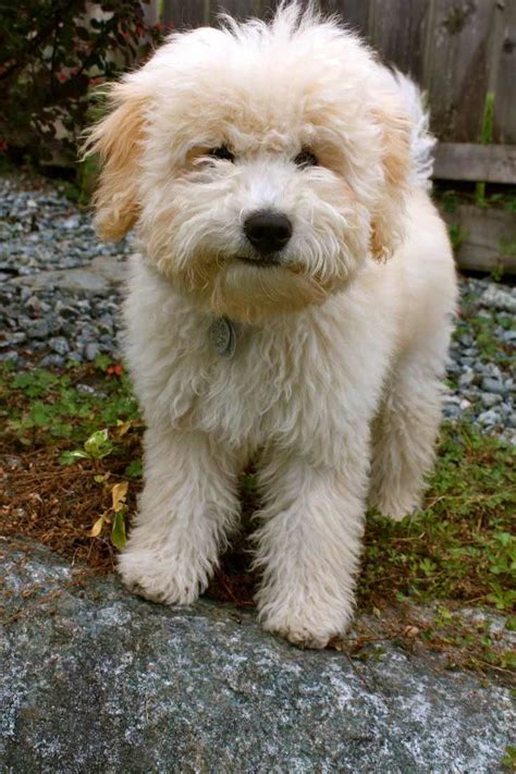 Woodle Dog (Welsh Terrier X Poodle) Info, History, Temperament, Pictures