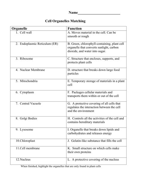 Organelle Functions In A Cell - bmp-review