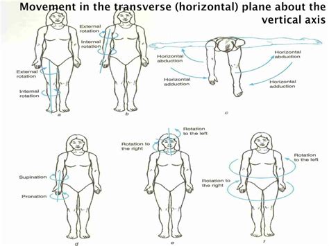 PPT - Axes and planes (fundamental positions and movements) PowerPoint Presentation - ID:5572184