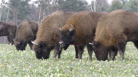 European Bison Herd - YouTube